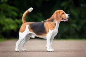 Dog 1 edited